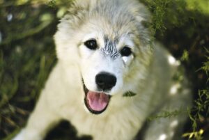 VIO脱毛サロンの口コミで選ぶべきポイントは？